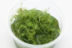 Rotblättriges Kammblatt, Proserpinaca palustris, In Vitro