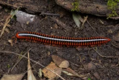 Rotbrauner Bandfüßer, Antheromorpha festiva