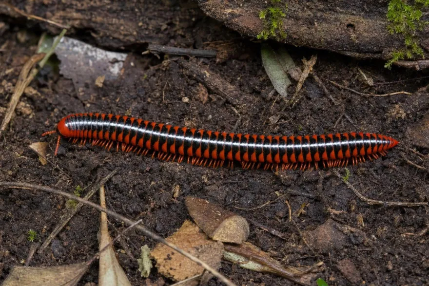 Rotbrauner Bandfüßer, Antheromorpha festiva