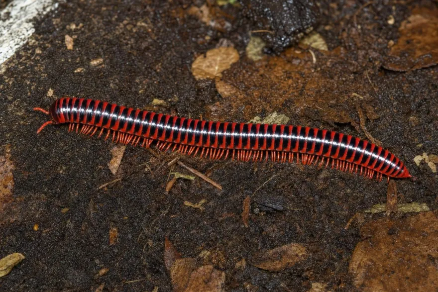 Rotbrauner Bandfüßer, Antheromorpha festiva