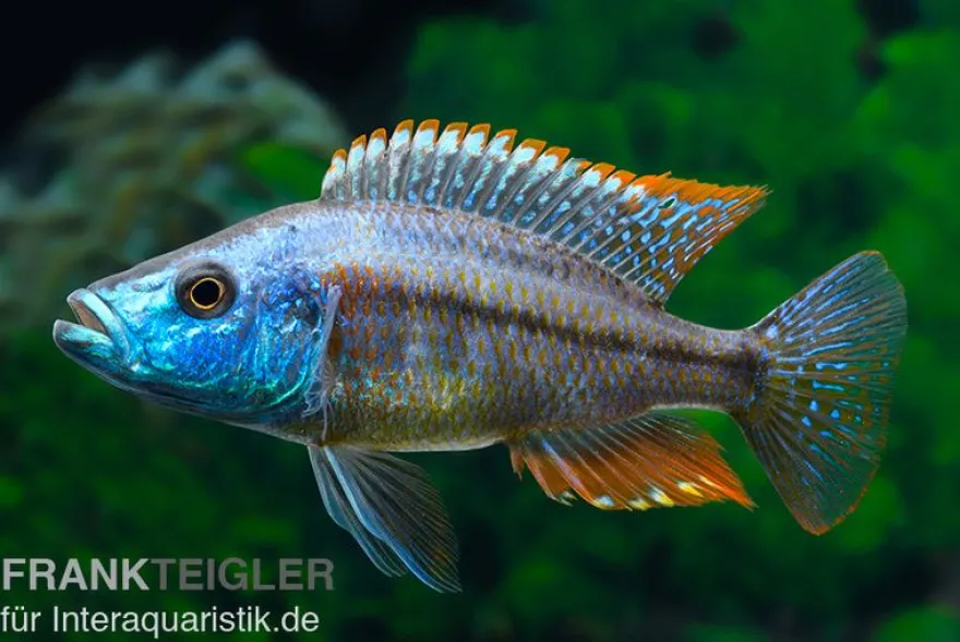 Rotbrust-Messerbuntbarsch, Dimidiochromis strigatus, DNZ