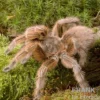 Rote Chile-Vogelspinne, Grammostola rosea