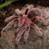 Rote Chile-Vogelspinne, Grammostola rosea