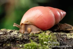 Rote Hausschnecke, Limicolaria sp. "Deep Red"