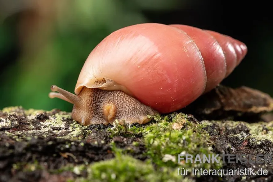Rote Hausschnecke, Limicolaria sp. "Deep Red"