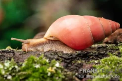 Rote Hausschnecke, Limicolaria sp. "Deep Red"
