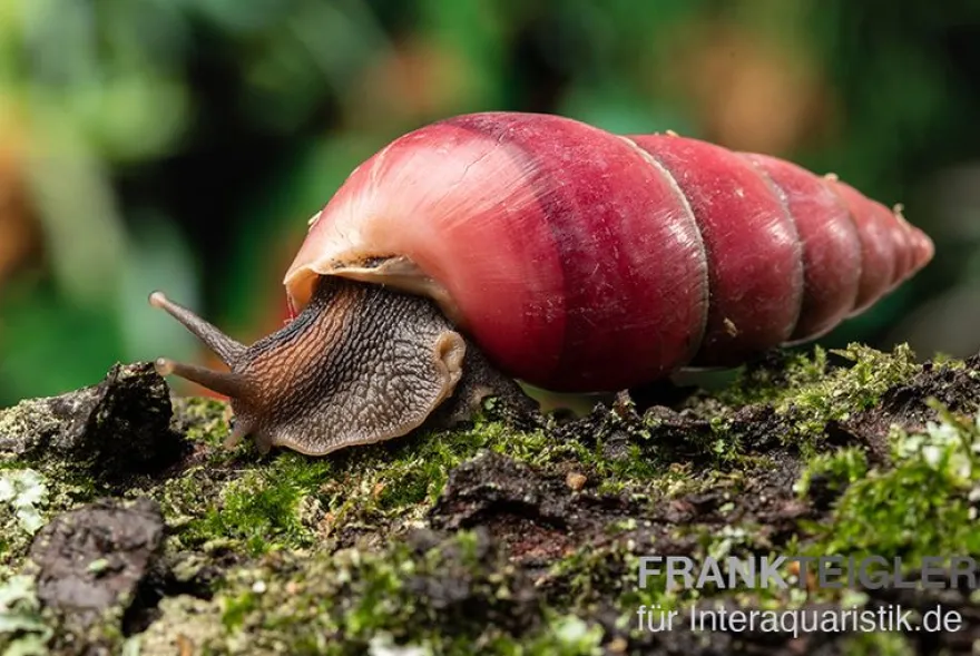 Rote Hausschnecke, Limicolaria sp. "Deep Red"