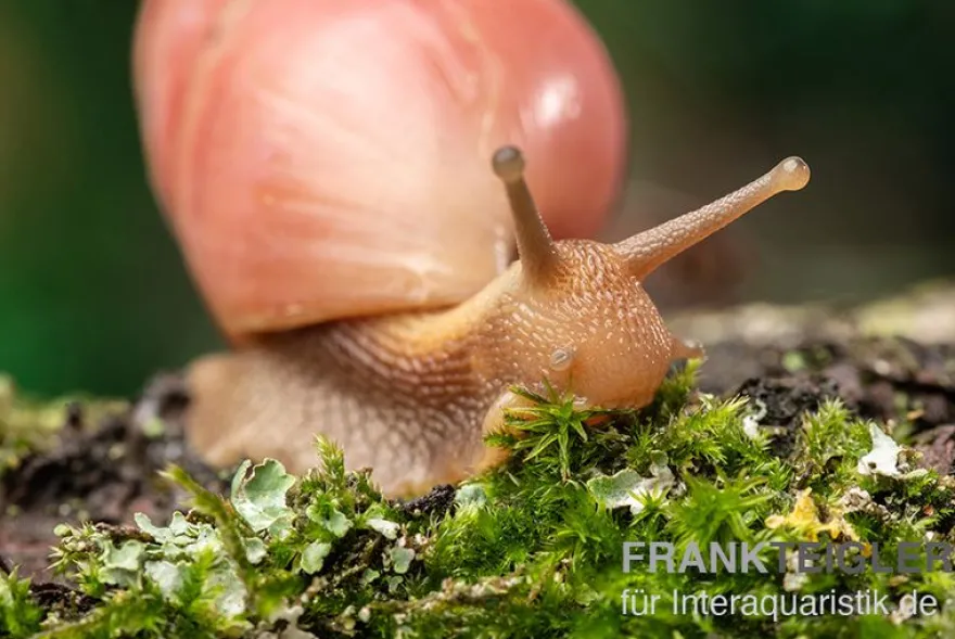 Rote Hausschnecke, Limicolaria sp. "Deep Red"