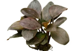 Rote Meebolds Lagenandra, Lagenandra meeboldii