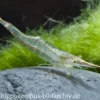 Rote Nashorngarnele, Caridina gracilirostris