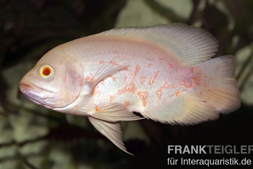 Roter Albino Oscar, Pfauenaugenbuntbarsch, Astronotus ocellatus