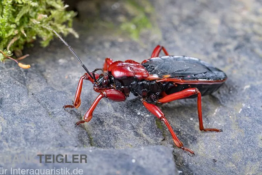 Rote Raubwanze, Ectrichodia sp. Nigeria