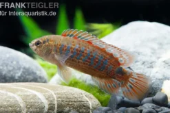 Roter Badis, Badis ruber
