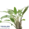 Roter breitblättriger Wasserkelch, Cryptocoryne undulatus red, im Topf