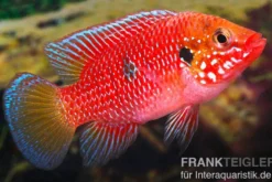 Roter Buntbarsch, Hemichromis stellifer sp. "Gabun"