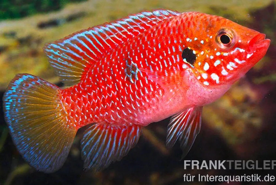 Roter Buntbarsch, Hemichromis stellifer sp. "Gabun"