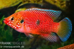 Roter Buntbarsch, Hemichromis stellifer sp. "Gabun"