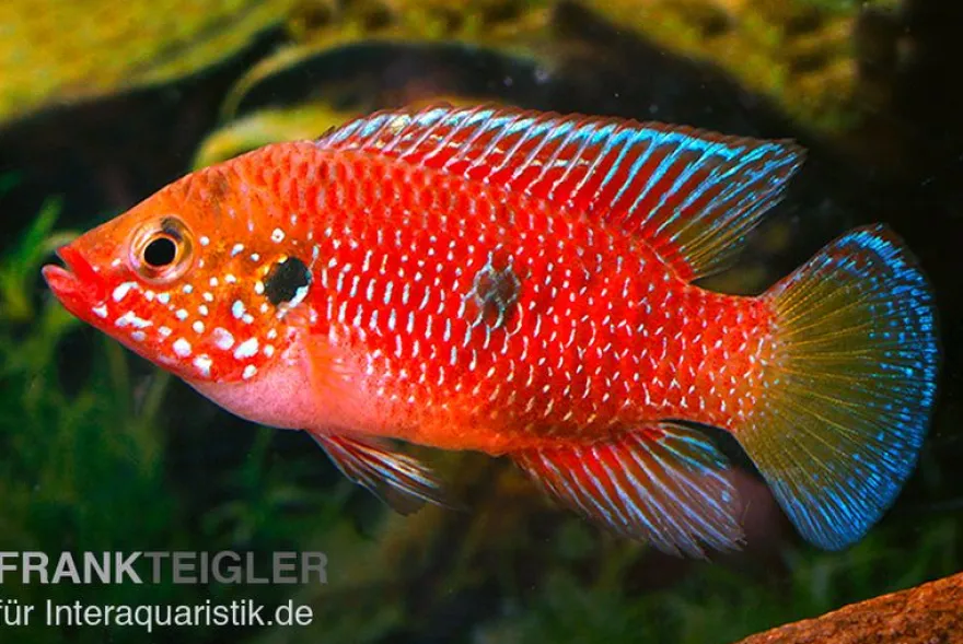 Roter Buntbarsch, Hemichromis stellifer sp. "Gabun"