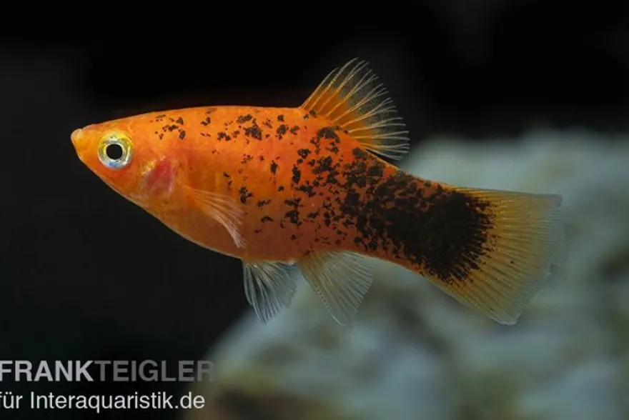 Roter Calico Platy, Xiphophorus maculatus
