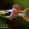 Roter Endlerguppy, Poecilia wingei, paarweise