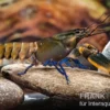 Roter Kambuayakrebs, Cherax spec. Kambuaya Creek Red Claw - Zufällig