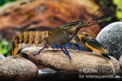 Roter Kambuayakrebs, Cherax spec. Kambuaya Creek Red Claw - Zufällig