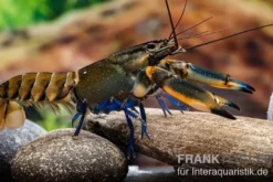 Roter Kambuayakrebs, Cherax spec. Kambuaya Creek Red Claw - Zufällig