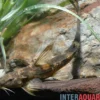 Roter Kaulquappenwels, Phractura ansorgii