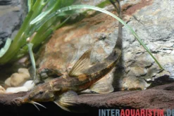 Roter Kaulquappenwels, Phractura ansorgii