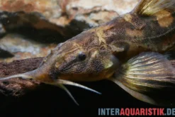 Roter Kaulquappenwels, Phractura ansorgii