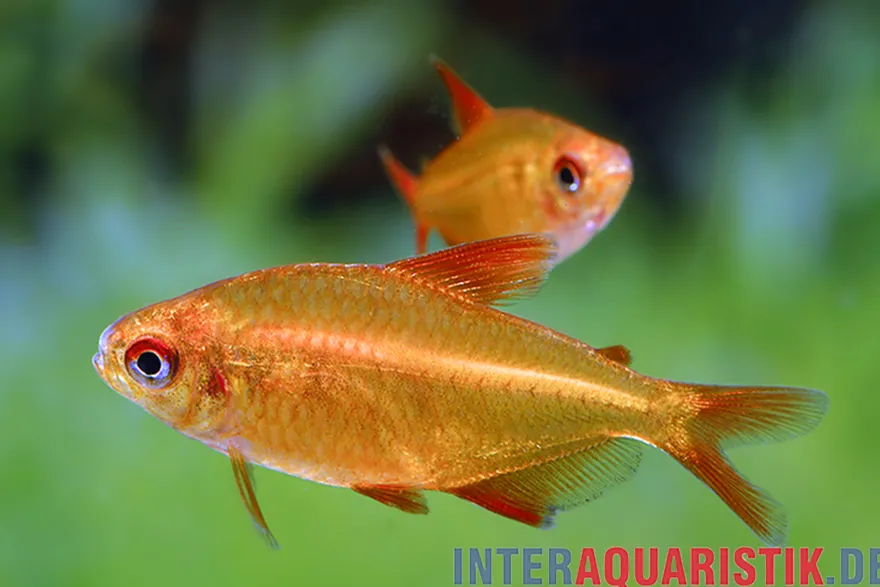 Roter Kirschsalmler, Hyphessobrycon sp. muzel "Red Cherry"