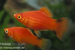 Roter Komet Platy, Xiphophorus maculatus