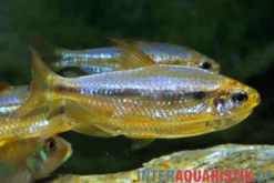 Roter Kongosalmler, Alestopetersius brichardi *super red*