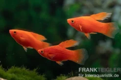 Roter Korallenplaty Hochflosse, Xiphophorus maculatus