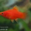 Roter Korallenplaty, Xiphophorus maculatus