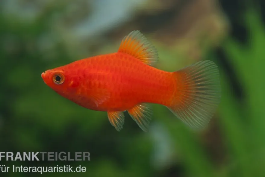 Roter Korallenplaty, Xiphophorus maculatus