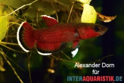 Roter Laubkampffisch, Betta channoides