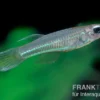 Roter Leuchtaugenfisch, Aplocheilichthys luxophtalmus (Minifisch)