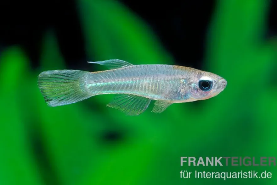 Roter Leuchtaugenfisch, Aplocheilichthys luxophtalmus (Minifisch)
