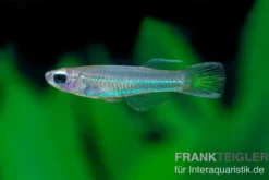 Roter Leuchtaugenfisch, Aplocheilichthys luxophtalmus (Minifisch)