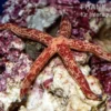 Roter Luzon-Seestern, Echinaster luzonicus