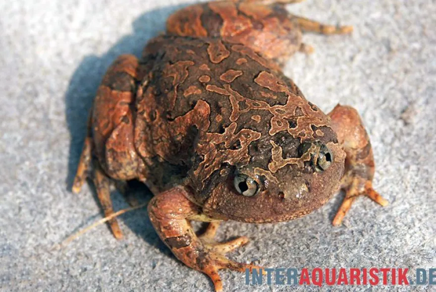Roter Malaysischer Ochsenfroch, Calluella guttulata