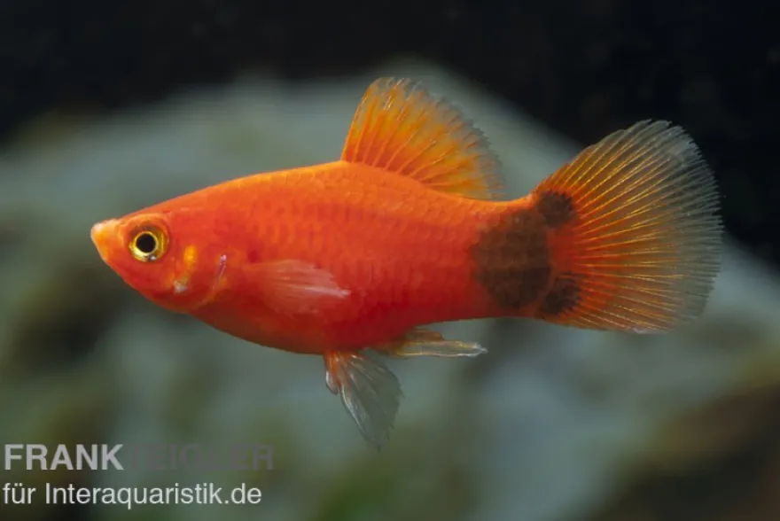 Roter Mickey Mouse Platy, Xiphophorus maculatus