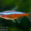 Roter Neon, Paracheirodon axelrodi, Größe M (ca. 1.0-2.0 cm)