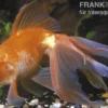 Roter Oranda, Carassius auratus (Kaltwasser), Größe 4-6 cm