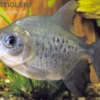 Roter Pacu, Colossoma brachypomum