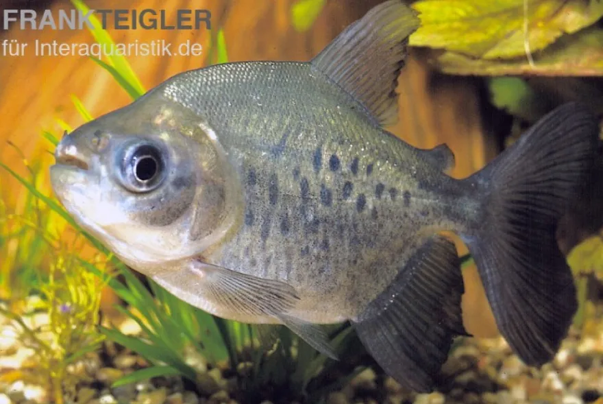 Roter Pacu, Colossoma brachypomum