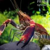 Roter Papuakrebs, Cherax boesemani (Cherax Red Brick/ Red Chilli) - Zufällig