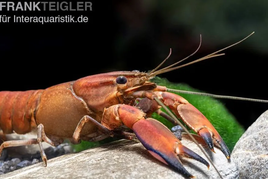 Roter Papuakrebs, Cherax boesemani (Cherax Red Brick/ Red Chilli) - Zufällig