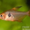 Roter Phantomsalmler, Hyphessobrycon sweglesi